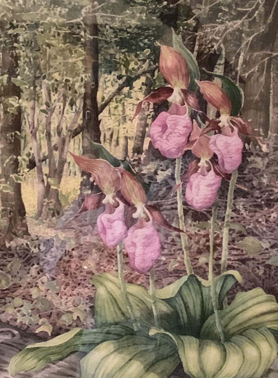 Watercolor painting inspired by nature by Local Michigan artist of pink lady slipper flowers.