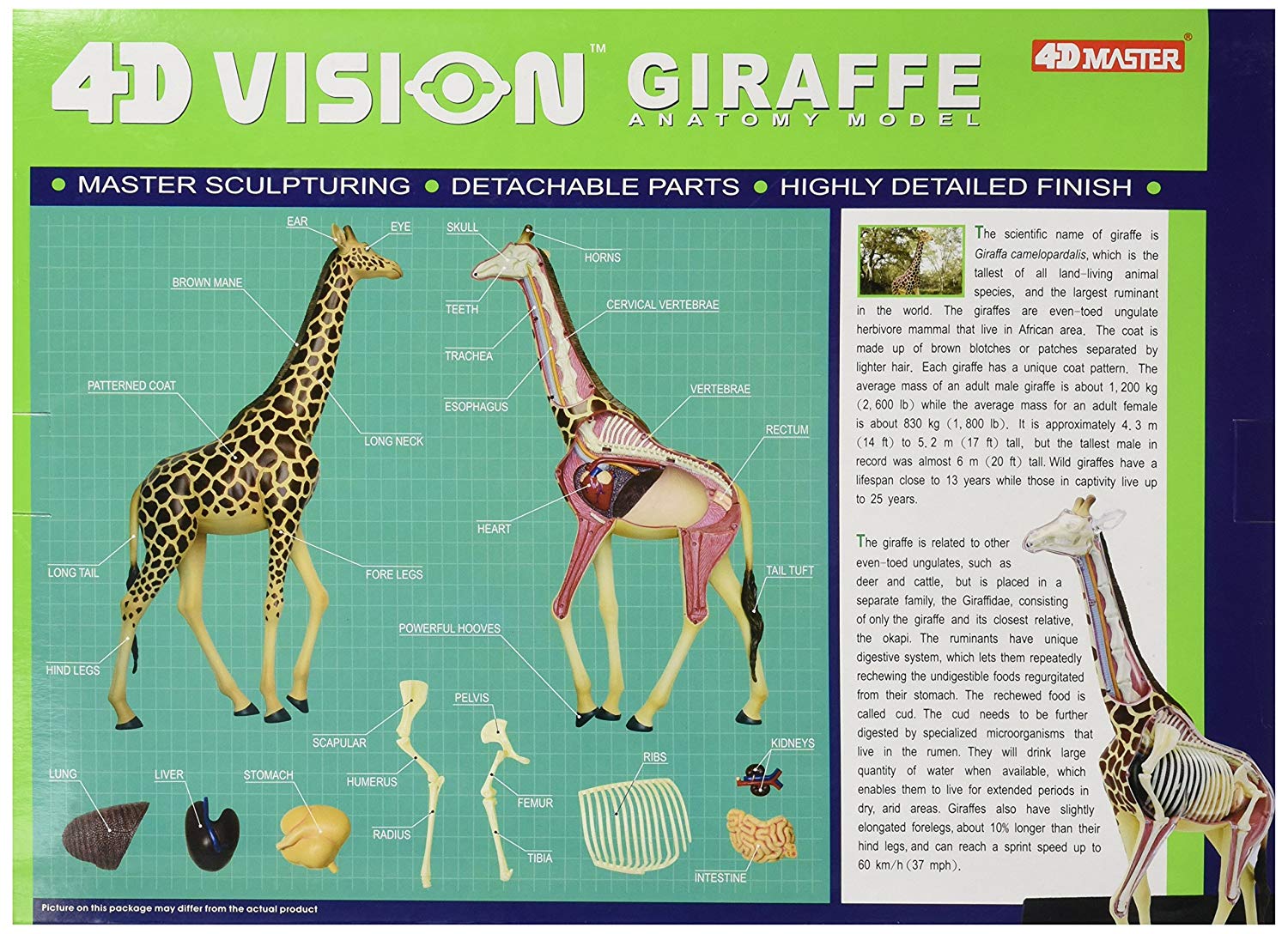 4D Vision Giraffe Stem kit.
