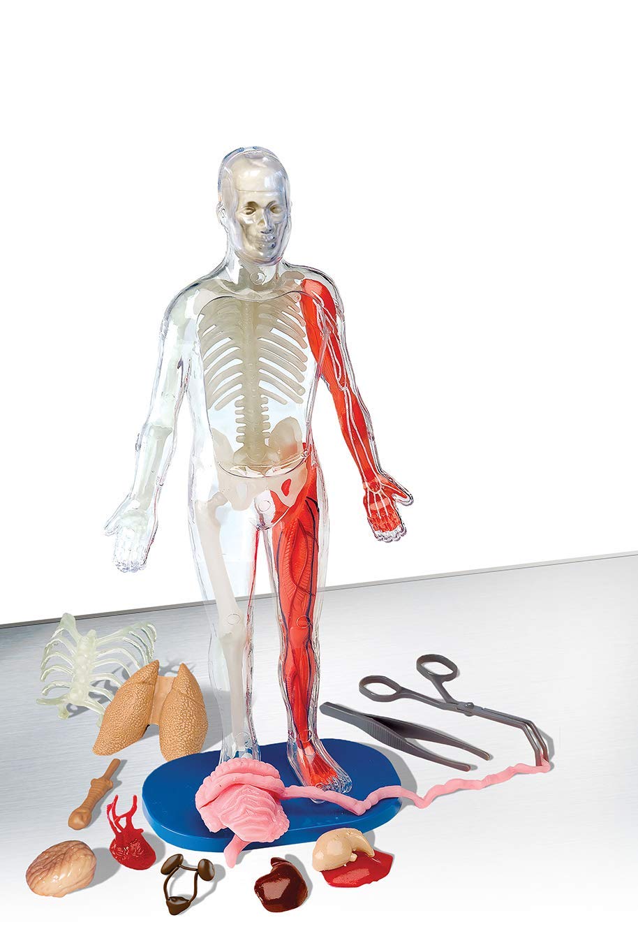 Human Body skeleton STEM kit