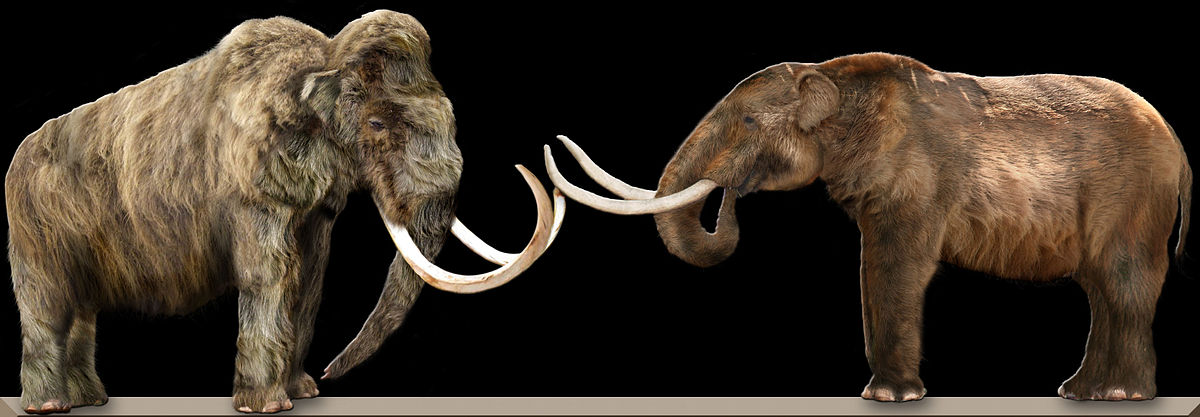Image of a mammoth and mastodon