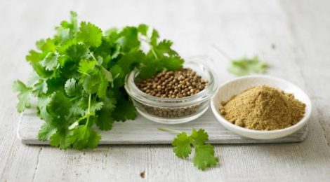 Image of coriander plant and seeds