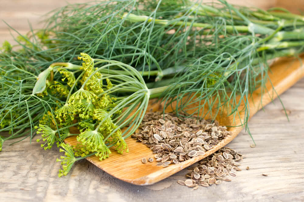 Image of Dill plant and seeds 