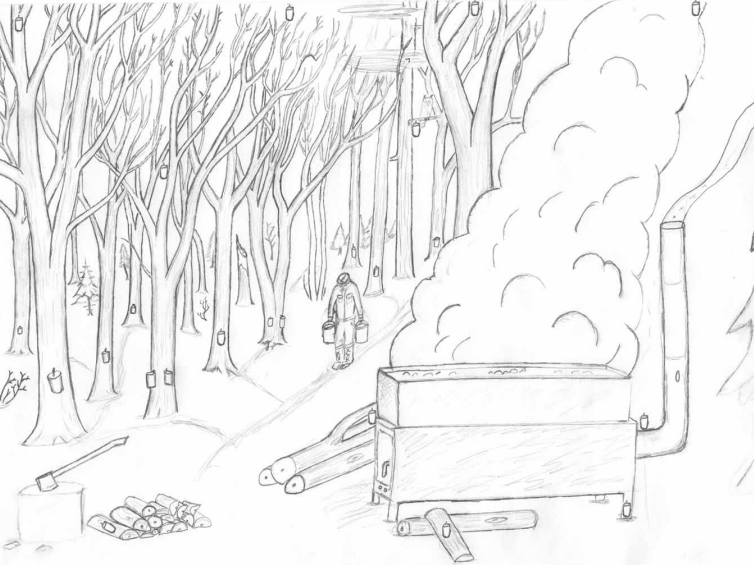 Image of maple trees and maple syrup being made