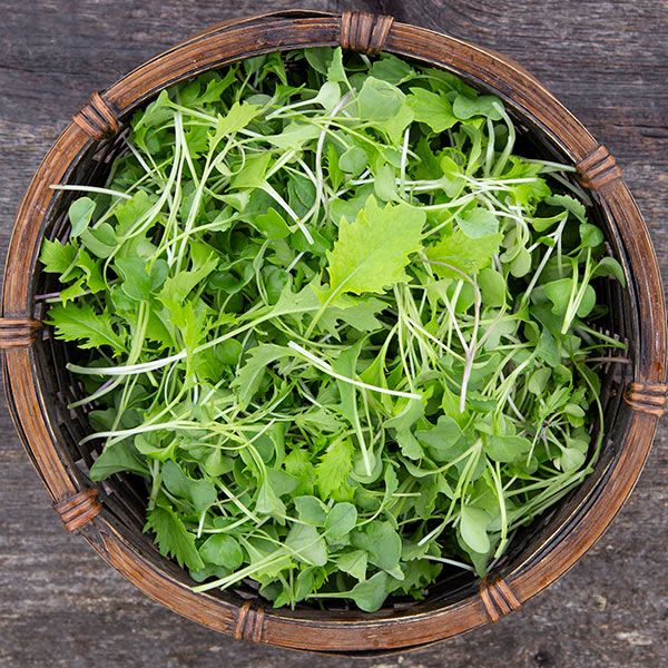 image of a bowl of microgreens