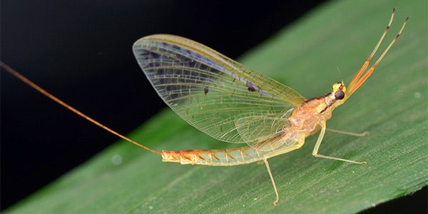 Image of a Mayfly on a leaf