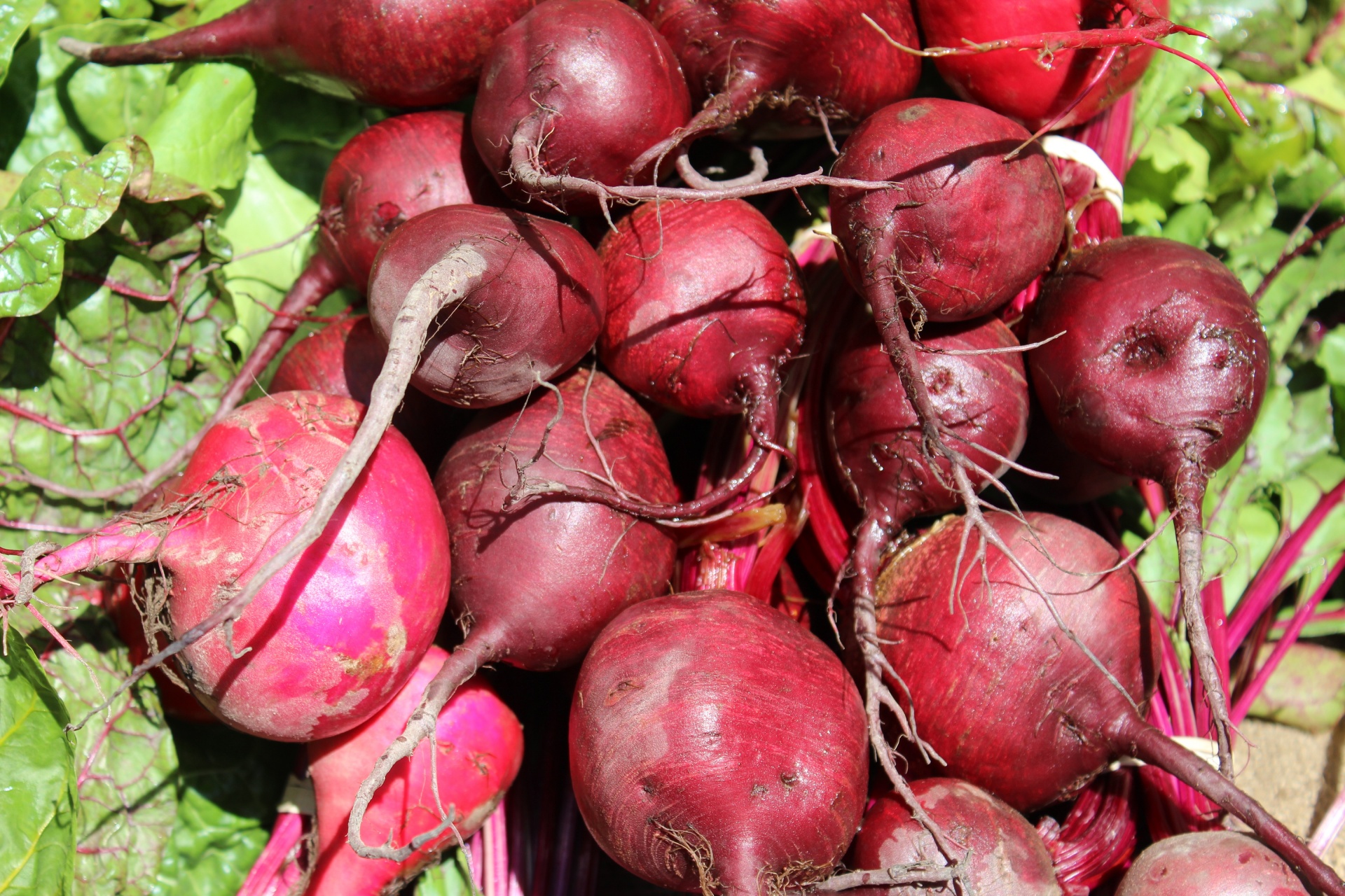 Imagd of Beets