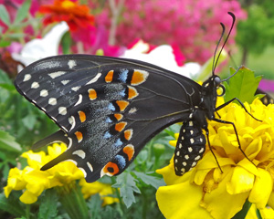 Image of a butterfly on a yellow flower.