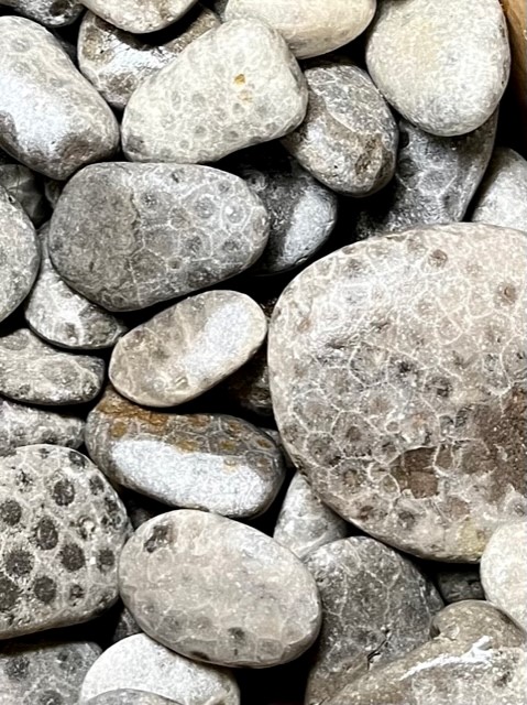 Imag of unpolished Petoskey stones