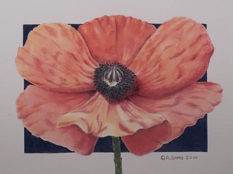 Colored pencil drawing of red poppy