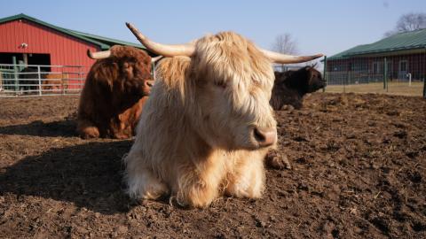 Image of a Highland Cow laying down.